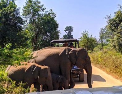 Wildlife Tour Sri Lanka